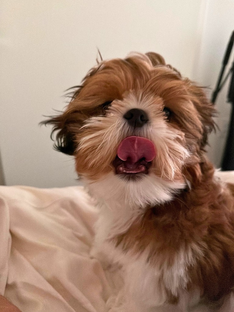 Playful puppy